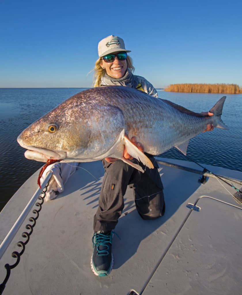 Bull redfish caught on a shrimp lure