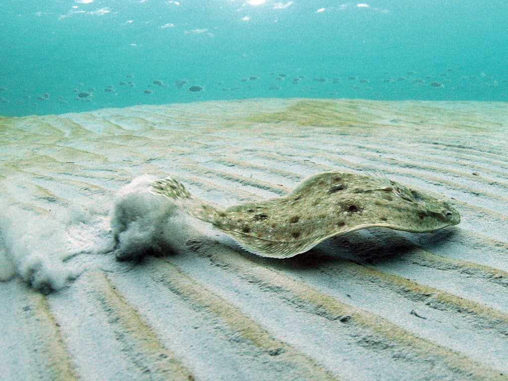 flounder north south tactics flatfish how-to