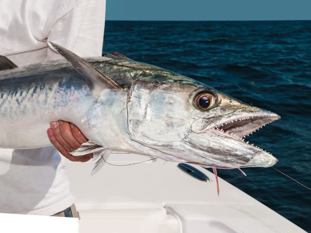 Kingfish fall for high speed trolling lures
