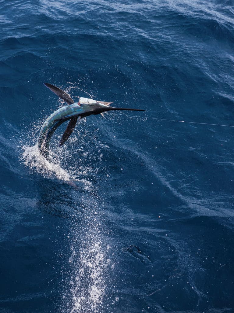 Marlin fishing off Cap Cana, Domincan Republic