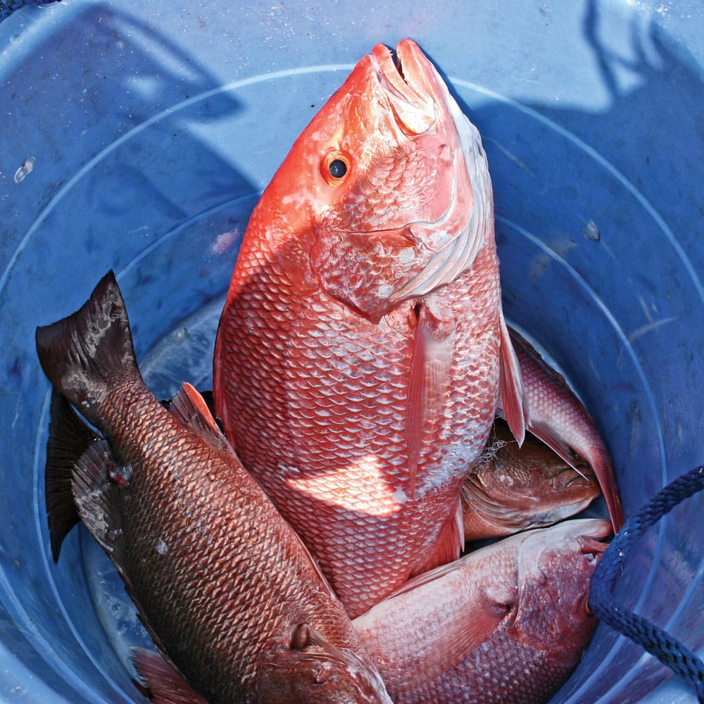 Gulf red snapper in state waters