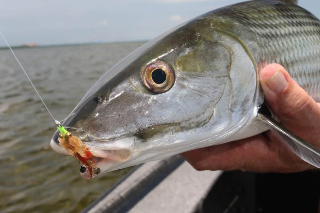 Gear Up For Bonefish  Salt Water Sportsman