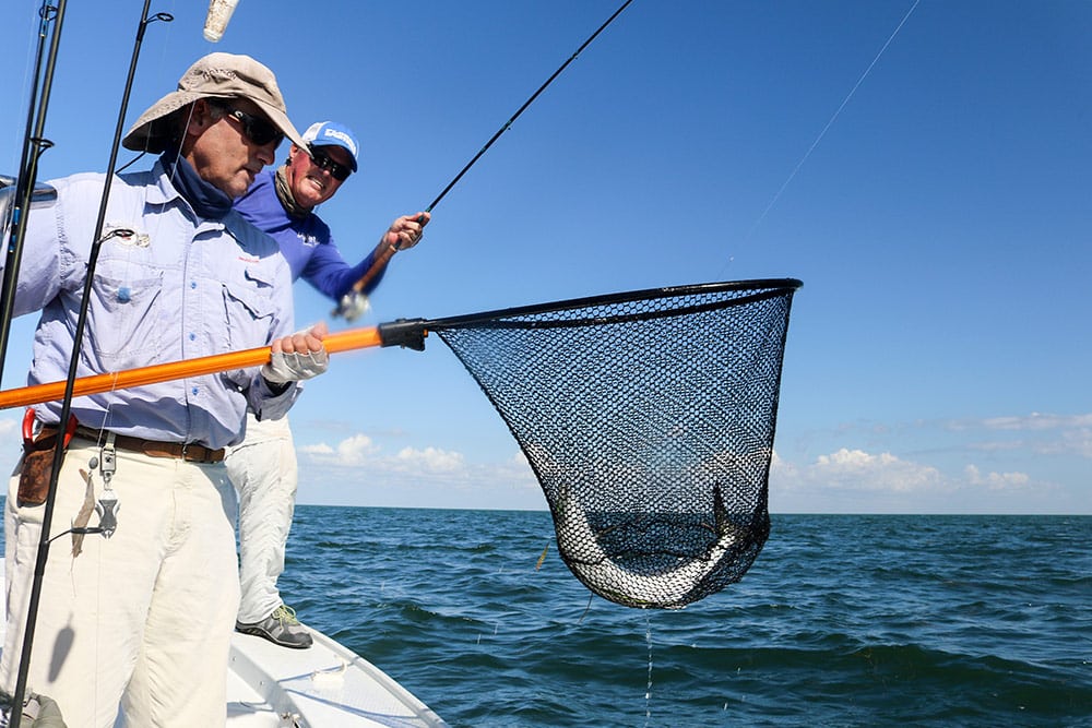 Big Spanish mackerel comes to the net