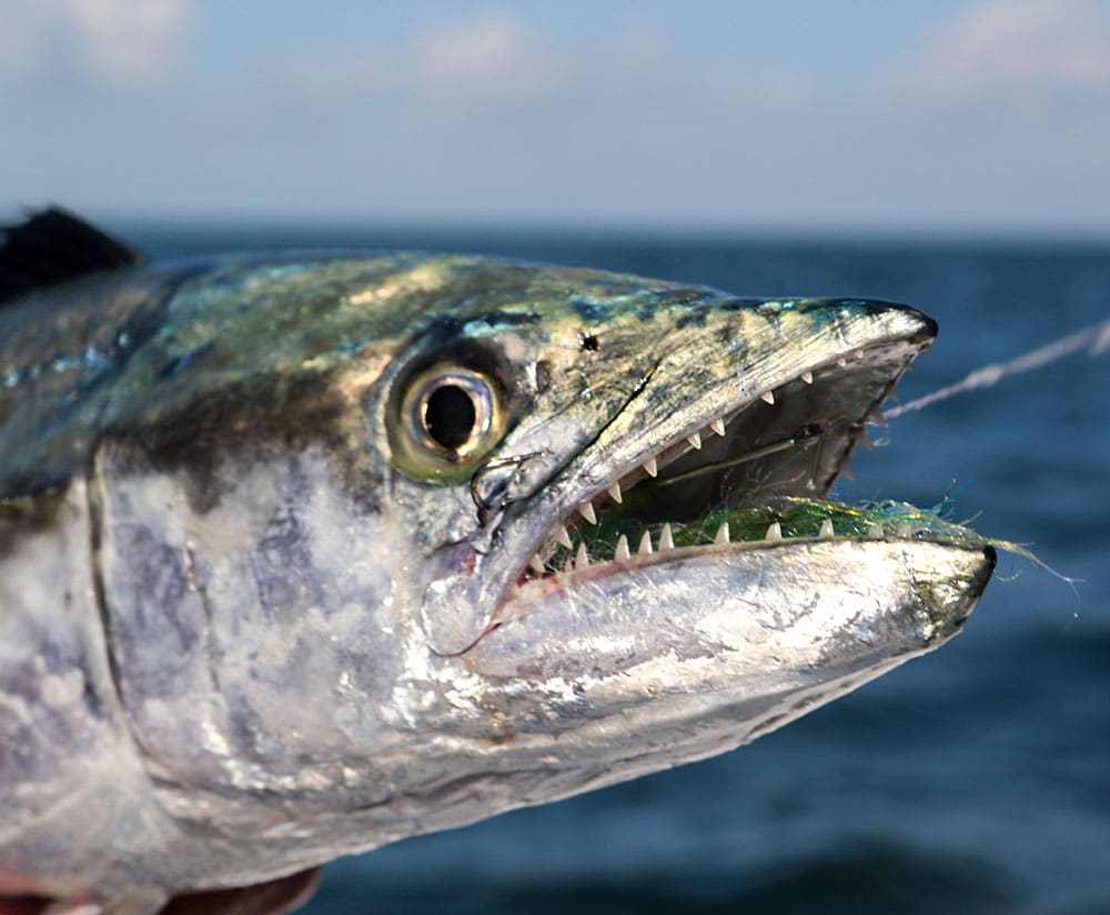 Spanish mackerel inhales a fly