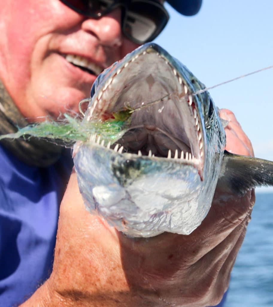 Toothy Spanish mackerel are tough on fly tippets.