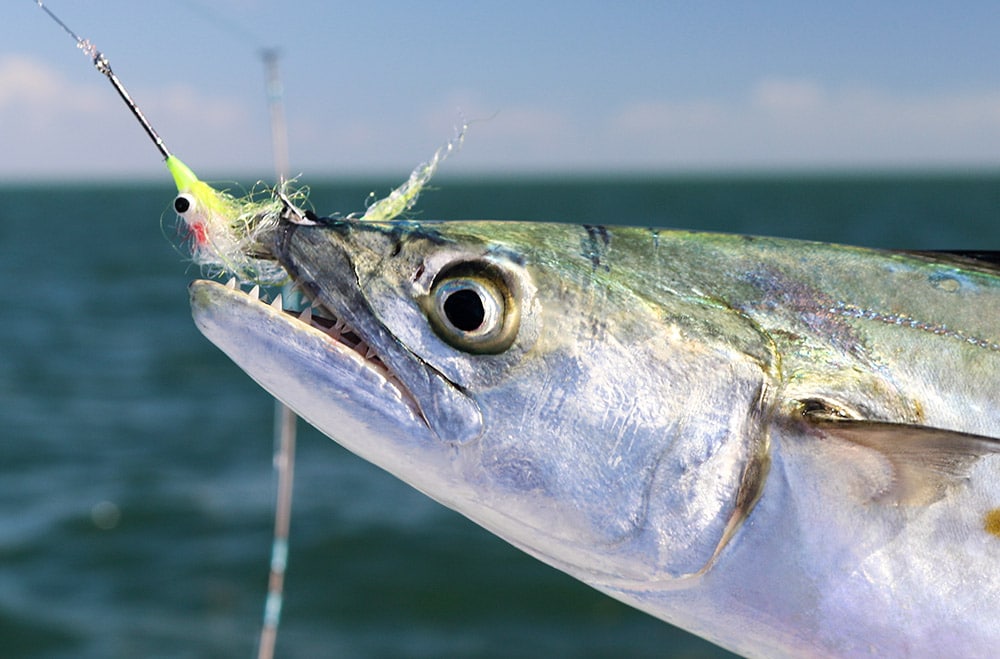 Spanish mackerel caught on fly