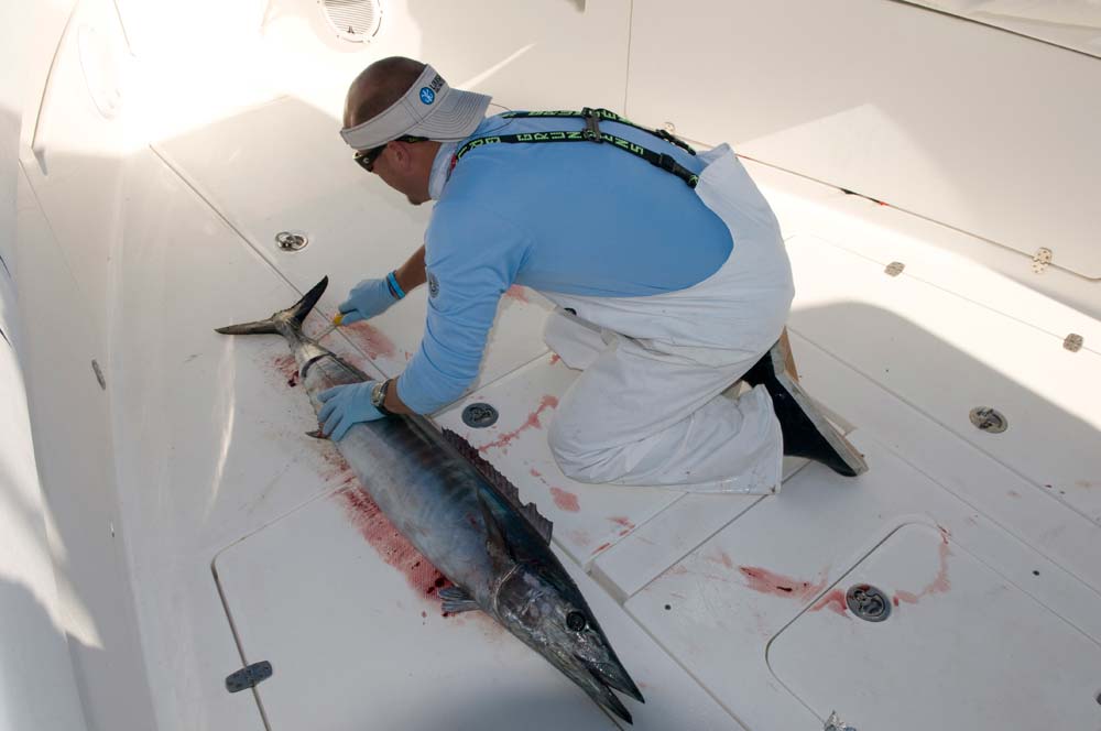 wahoo off Louisiana