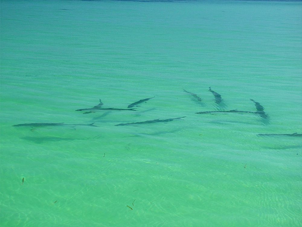 Quest for Tarpon on Fly - Tides