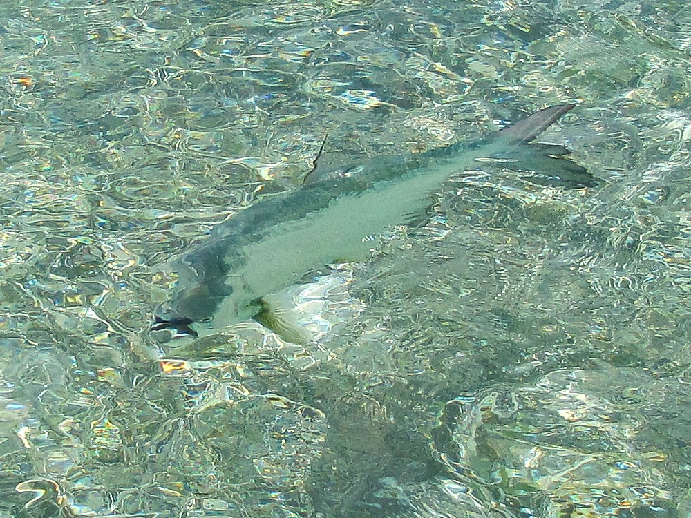 Quest for Tarpon on Fly - Tides and Wind