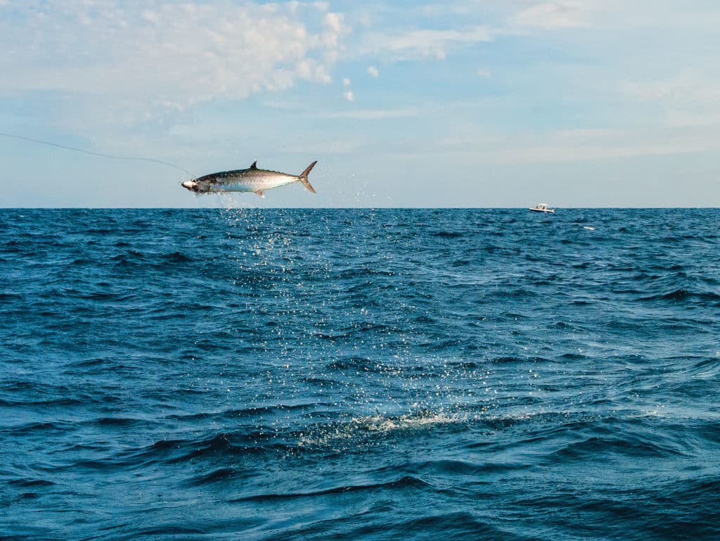 Kingfish skyrocket on trolling lures