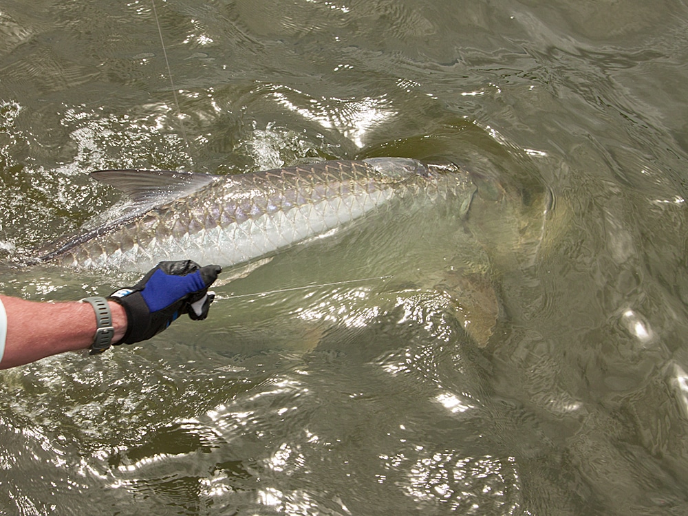 Quest for Tarpon on Fly - Deeper Water