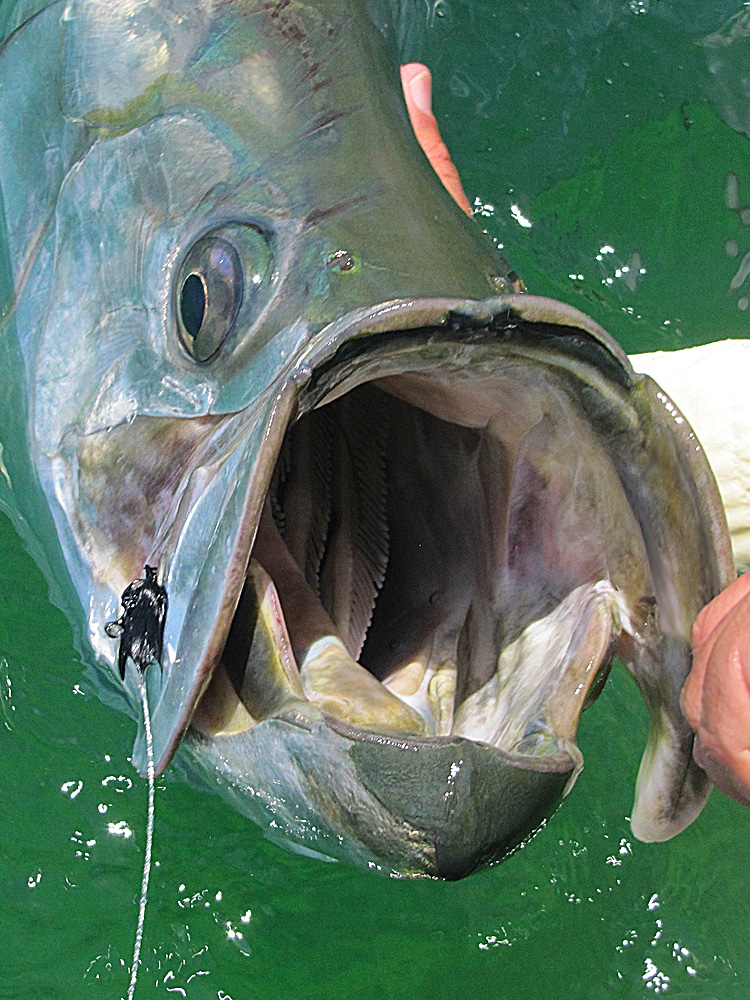 Quest for tarpon on fly - opening spread