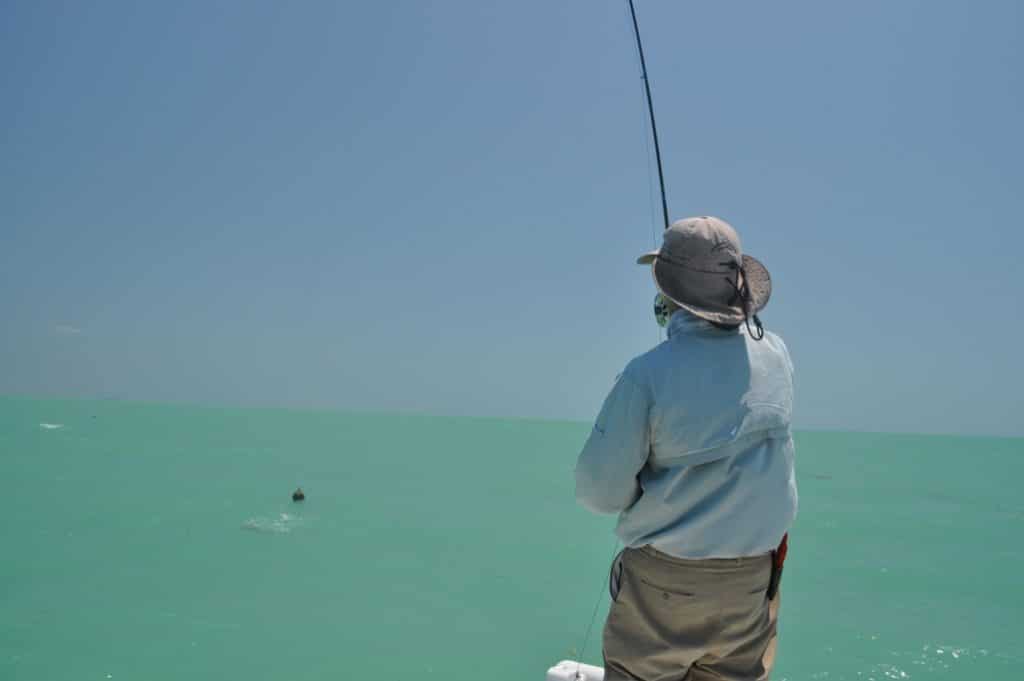 tripletail fishing