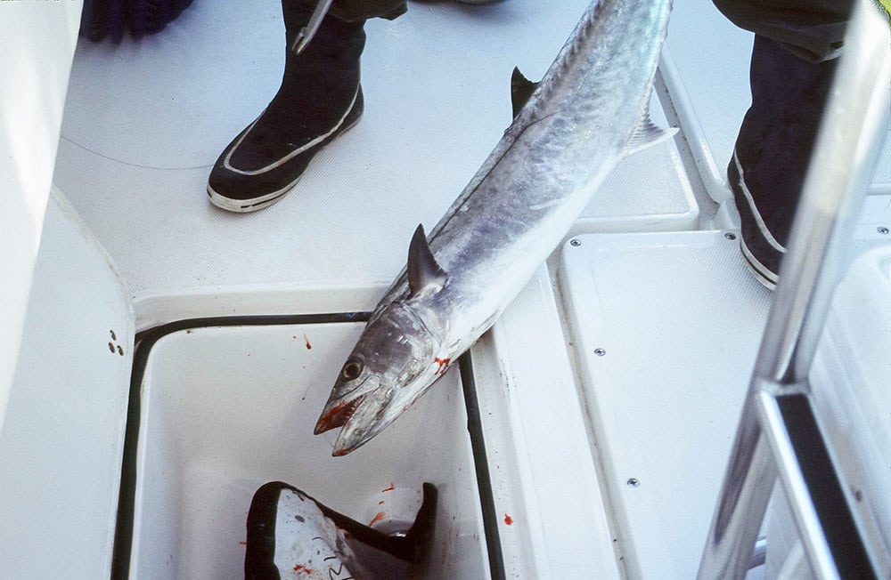 king mackerel catch