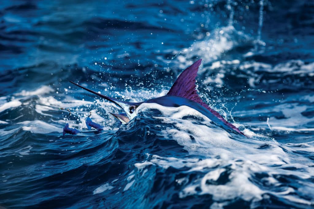 Billfish chasing a lure