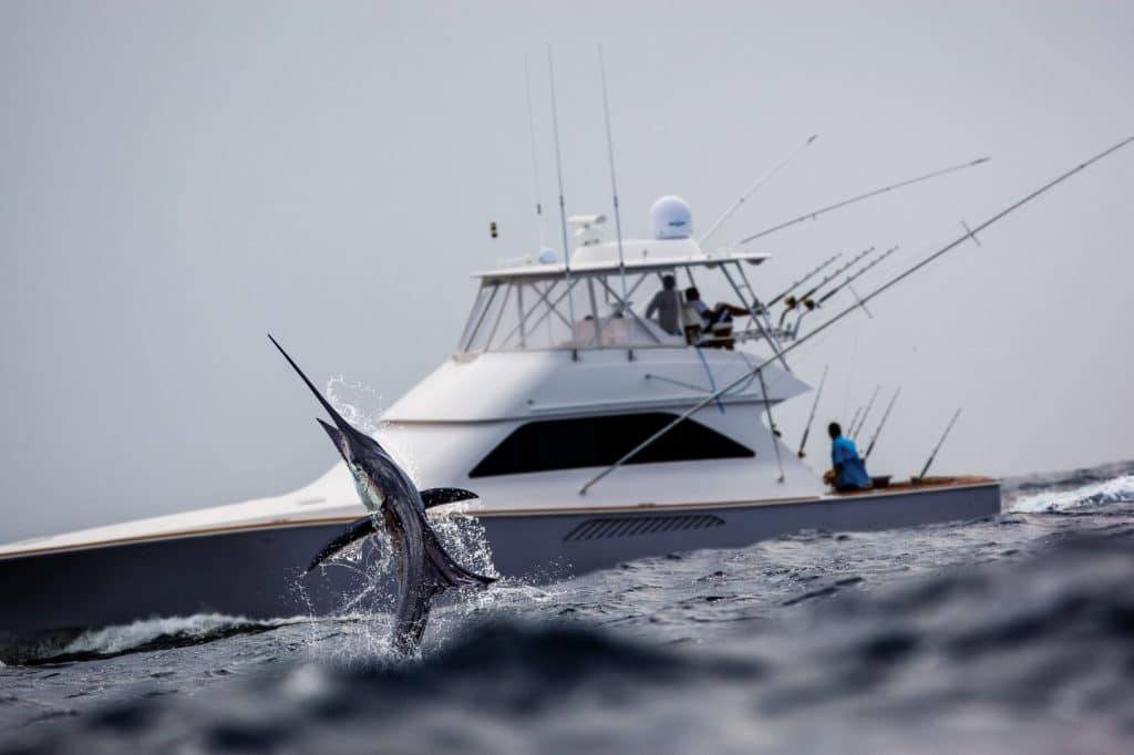 Sailfish leaping out of the water