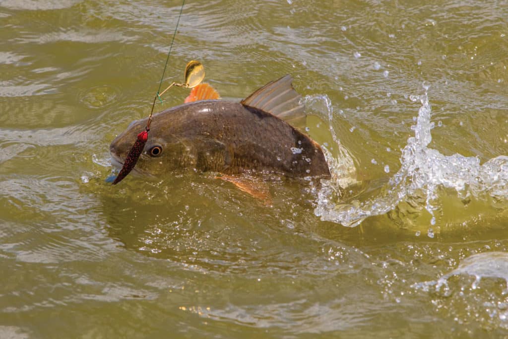 Redfish caught on a spinnerbait