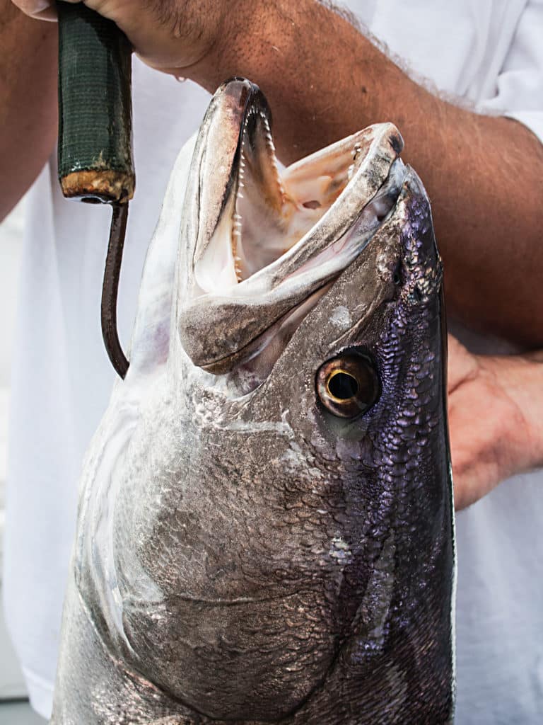 How to catch white sea bass