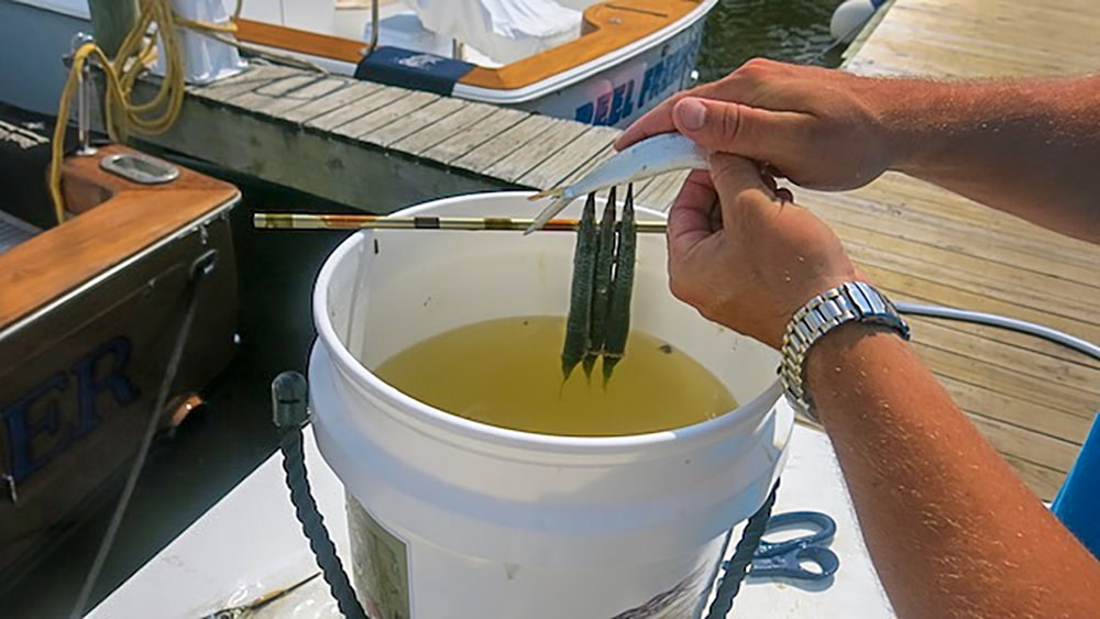 The Biscuit Ballyhoo Rig for White Marlin