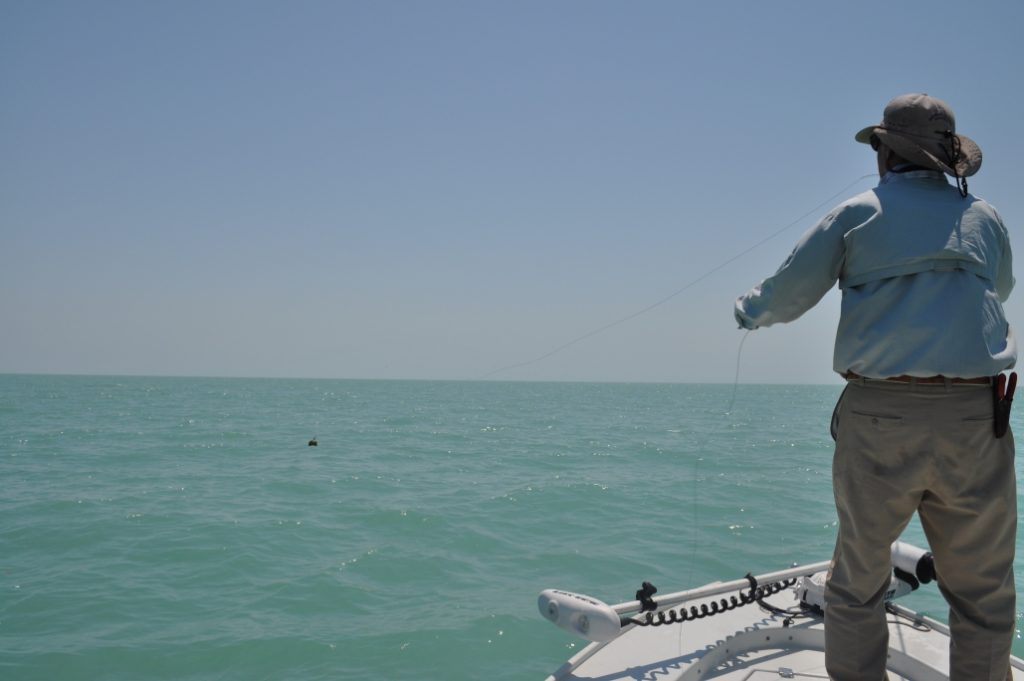 tripletail fishing