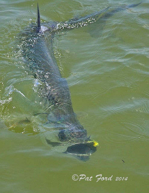 tarpon in the water