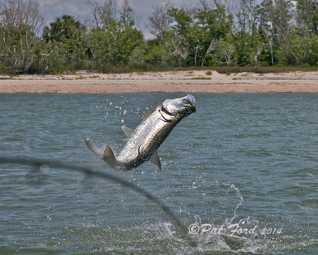 6 Tips for Tarpon: Best Fishing Leaders, Knots and Lures - The Intrepid  Angler