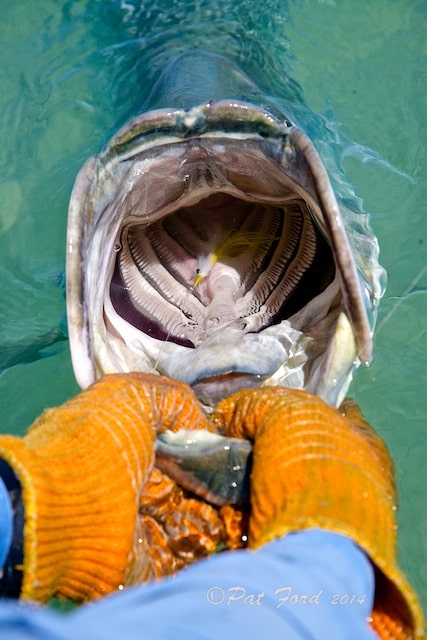 tarpon mouth stunning