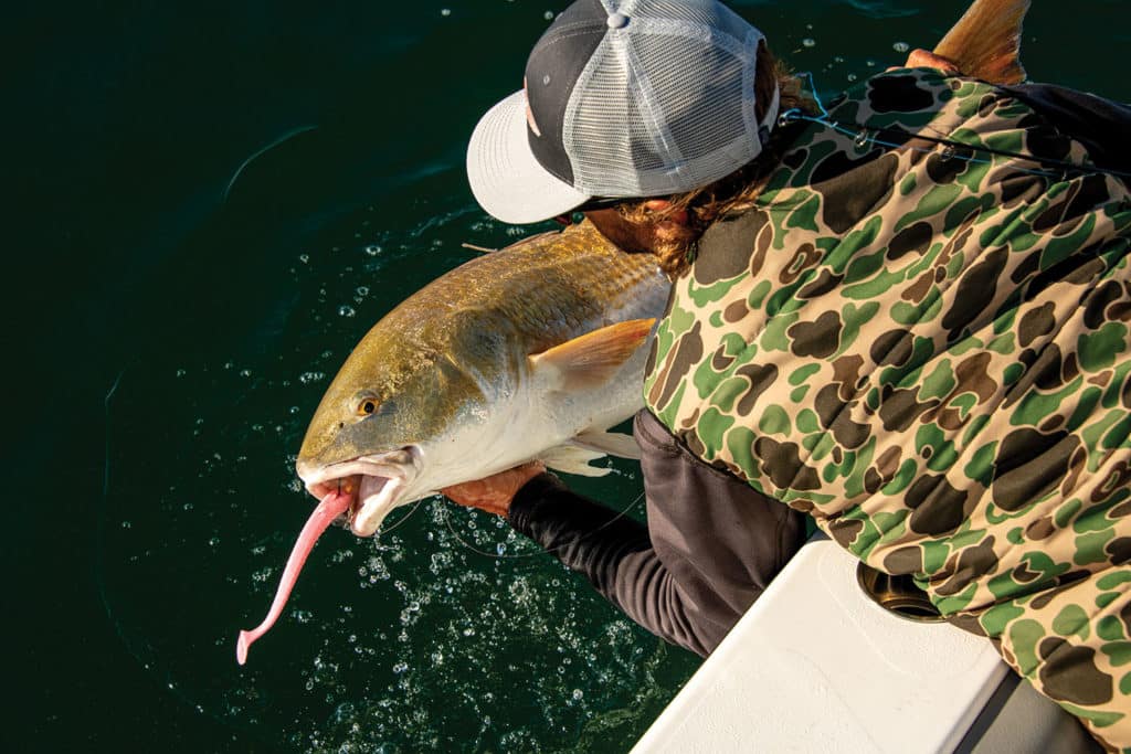 Large redfish caught using a paddletail