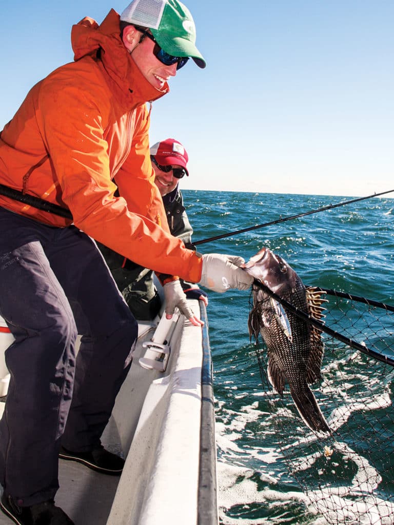 Metal jigs drop the hammer on black sea bass