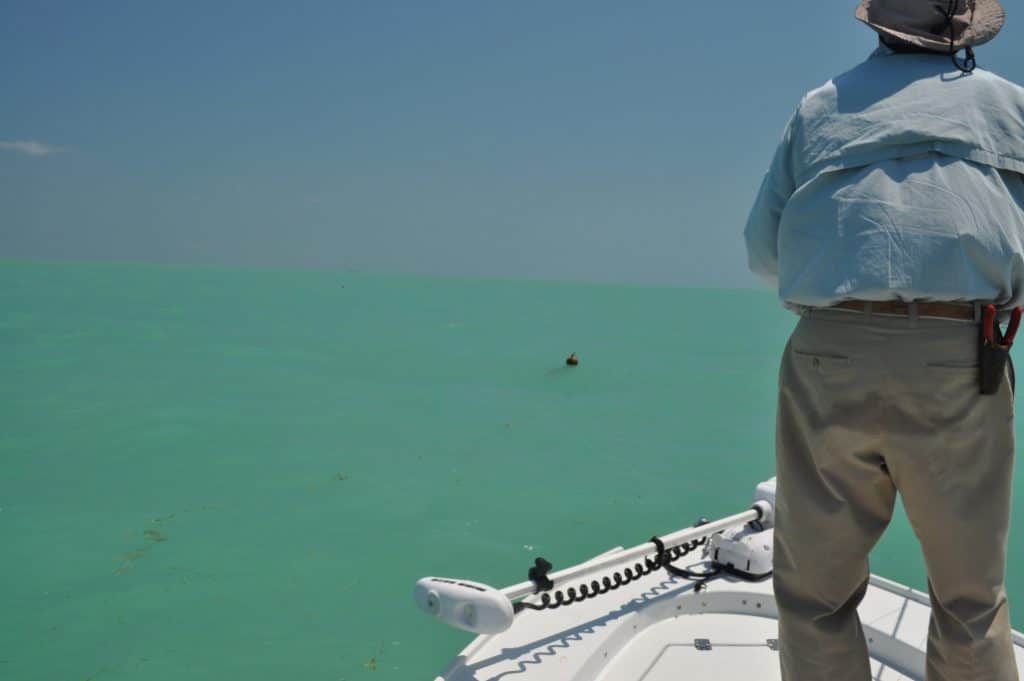 tripletail fishing