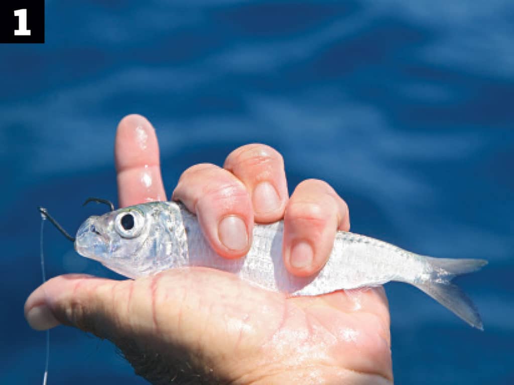 mutton snapper fishing