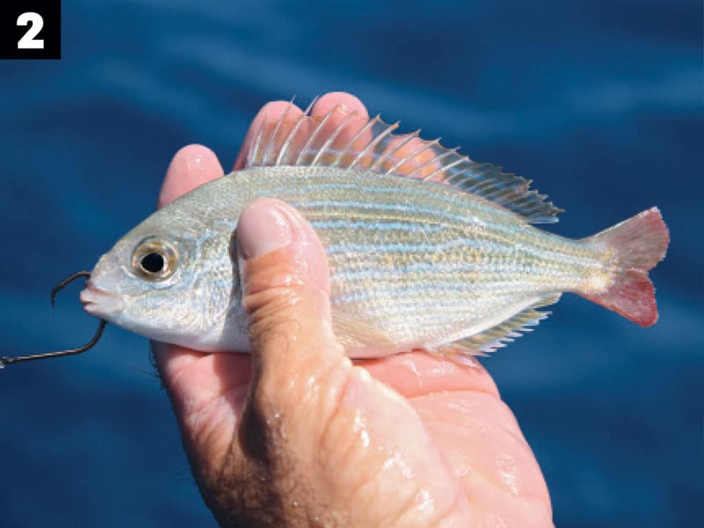 mutton snapper fishing