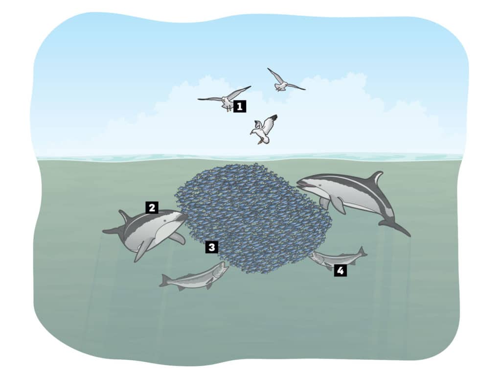 Bait balls attract white sea bass and other predators