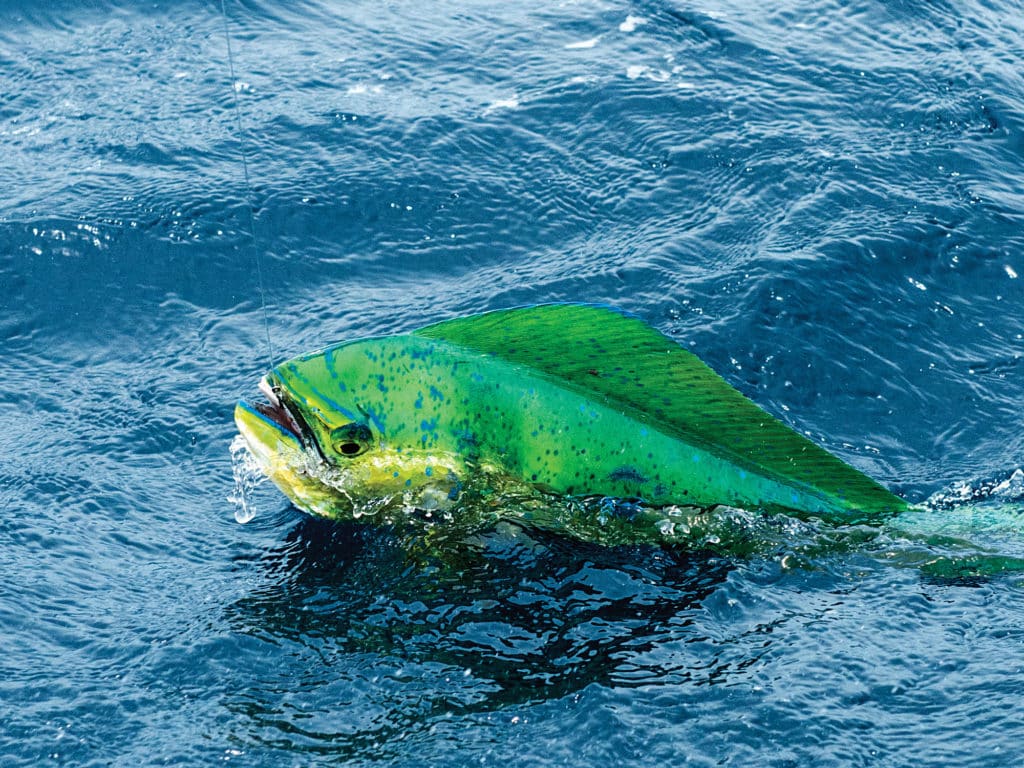 Offshore fishing, Dominican Republic