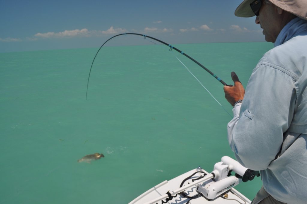 tripletail fishing