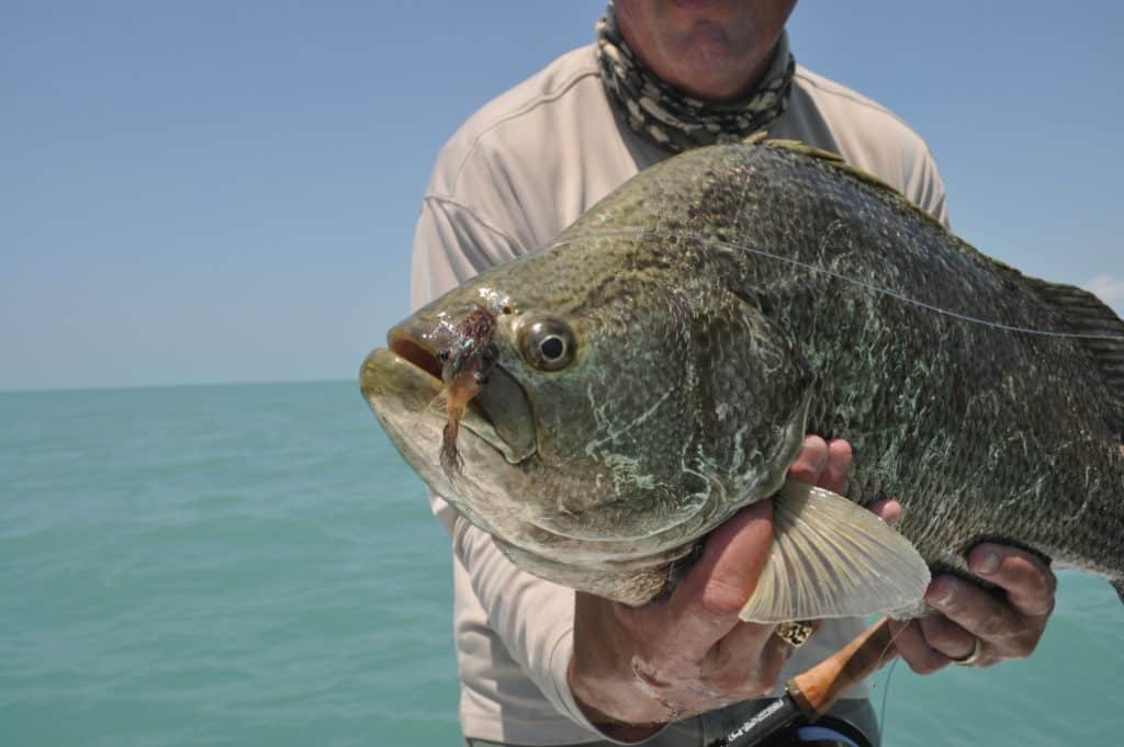 tripletail fishing