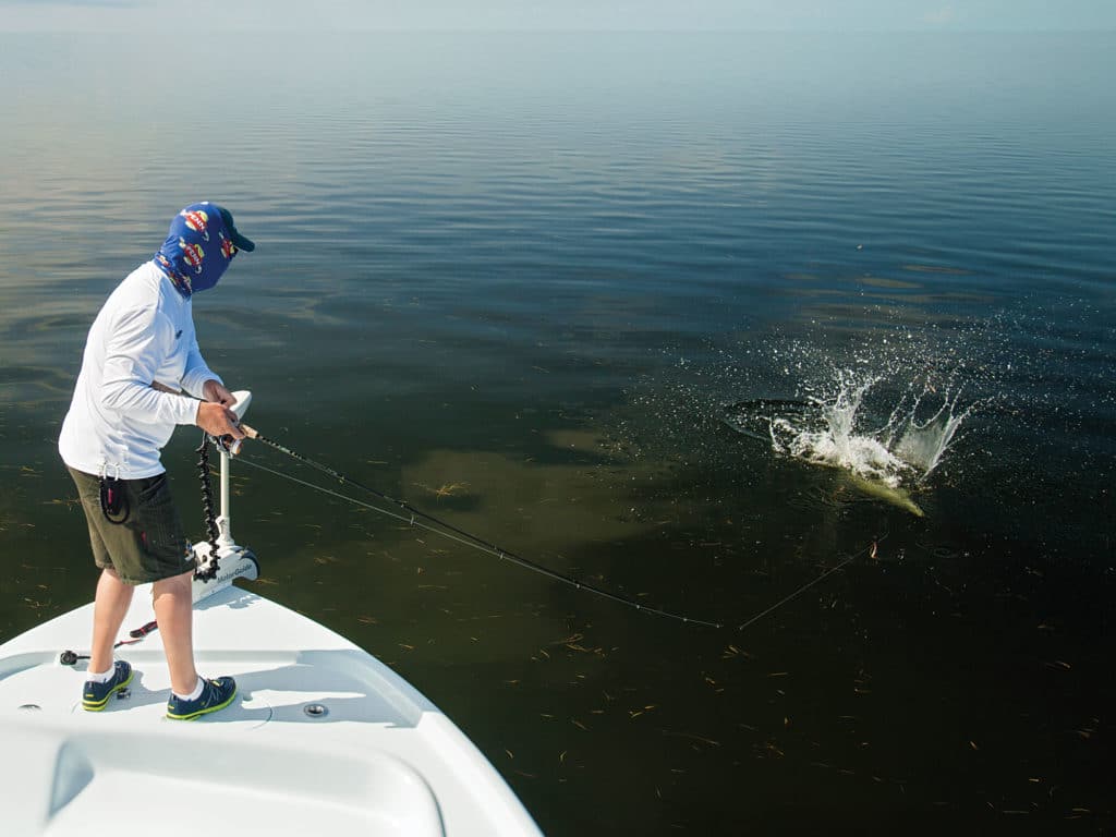 barracuda on the flats, Florida Bay