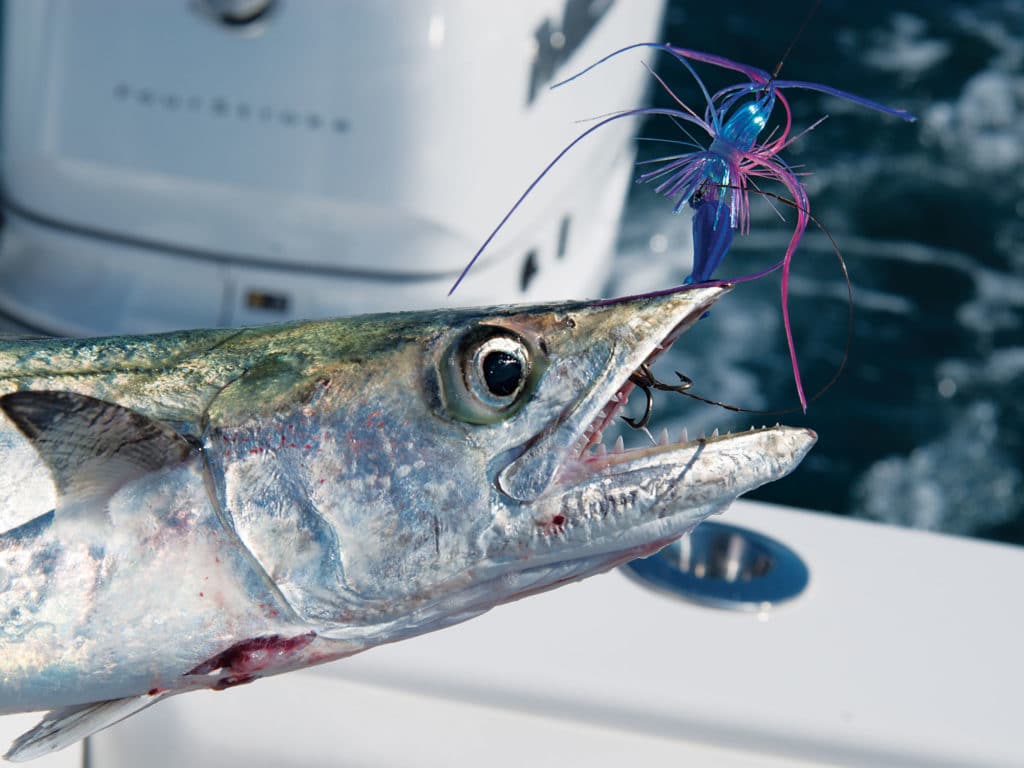 Fishing Tips to Catch Carolina Kingfish