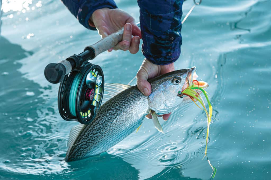 Weakfish caught using a fly rod