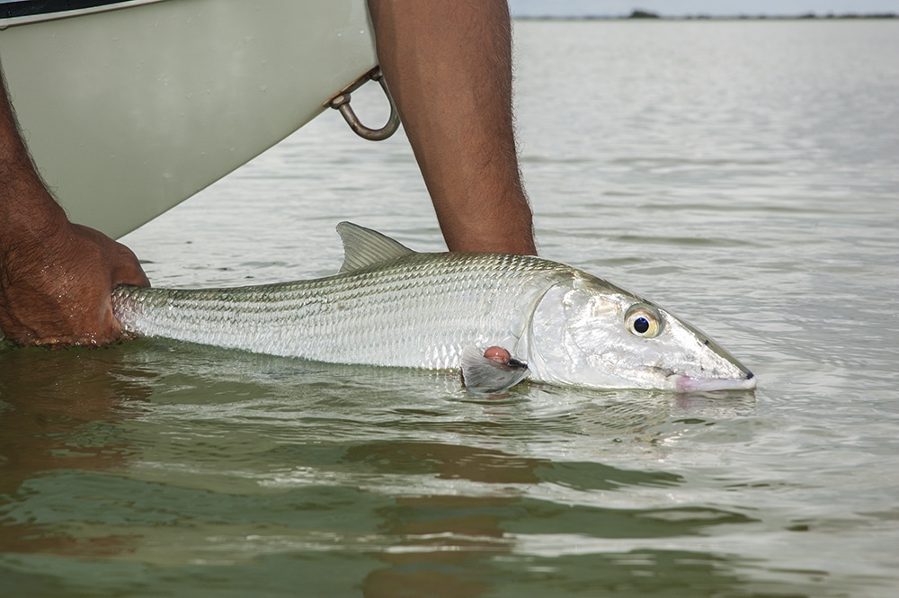 bonefish