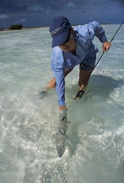 Ghosts of the BVI