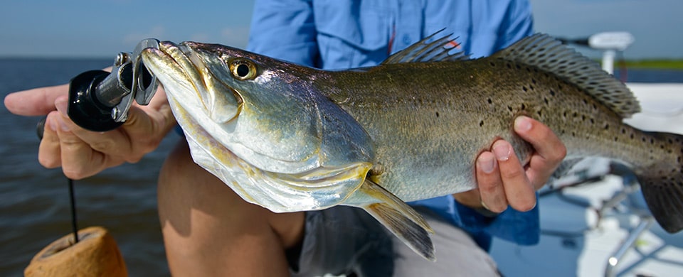 Best Gulf Fishing Catches