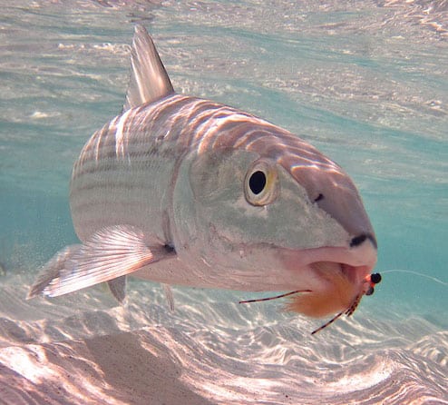 For the Love of Bonefish