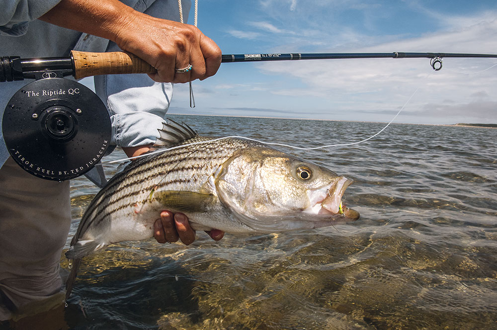 Catch More Striped Bass Using a Tidal Clock System