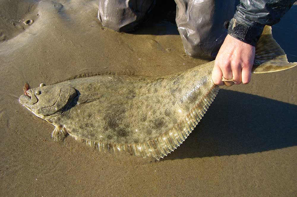 California Halibut