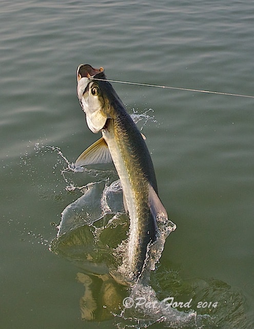 tarpon in the water