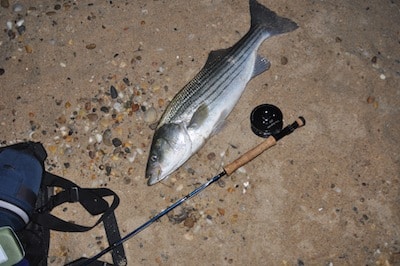 Striped Bass, How to Catch Striped Bass