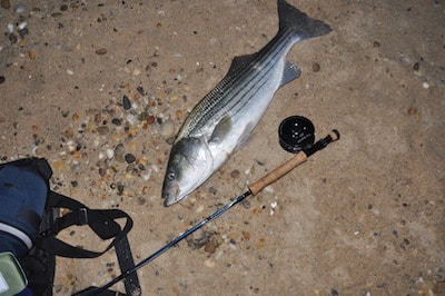 Striped Bass Fishing at night