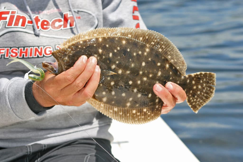 Flounder caught on a jig