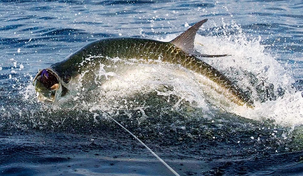 Gold Cup Tarpon